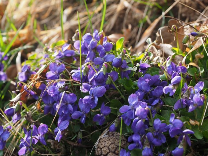 scented-violets-1077125_1280