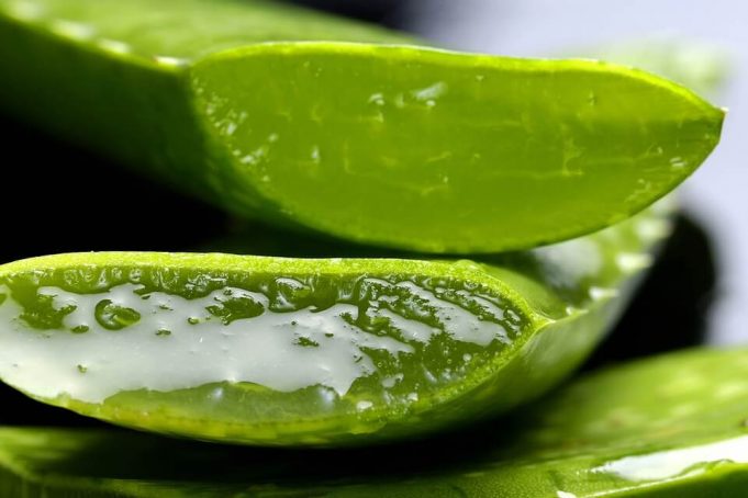 aloe-2163120_960_720