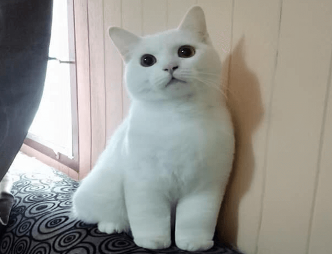 kocka