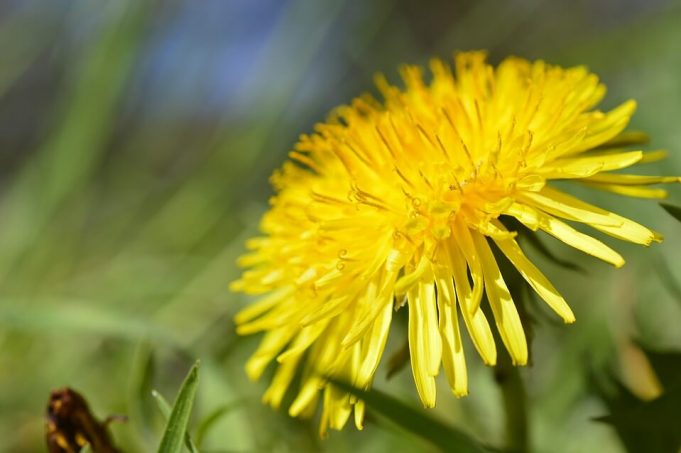 dandelion-4119846_960_720 (1)