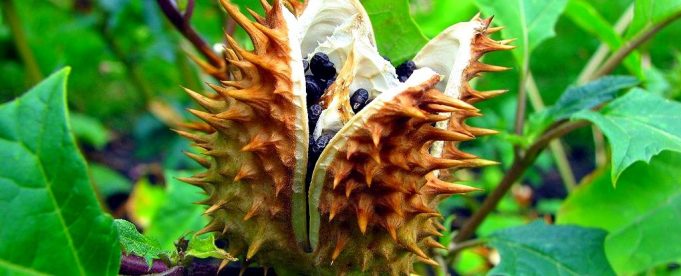 Datura_stramonium_Seed_01-wikimedia_1024