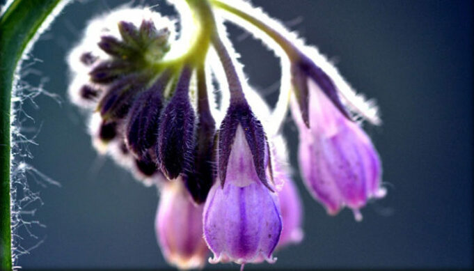 comfrey-753174_960_720-696x398