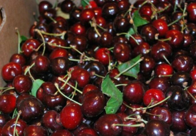 5b27bf4c-52b4-4c3d-bbc8-6fc10a0a0a67-cherries-798x418-690x480