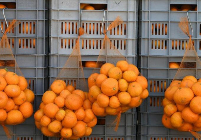635f9794-f134-4214-8cee-407d0a0a0a64-62197475-mandarine-690x480