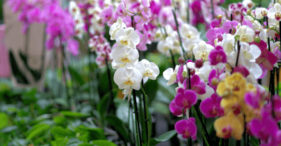 Jak posílit zdraví orchidejí netradičním trikem
