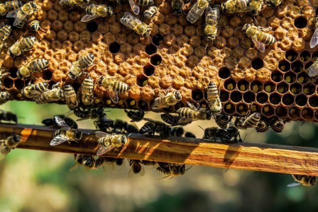 apiary-ge8f496c23_1280-630x420