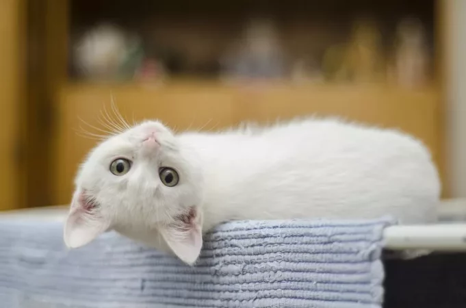 kitten-1285341_1920-5b59c7e046e0fb0024e5995d