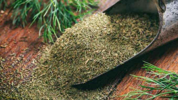 Fresh and dried dill on a wooden surface