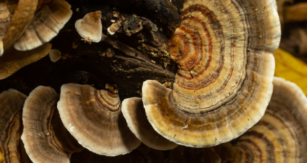 Coriolus (3)