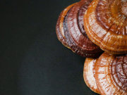 Reishi na podzim: proč ji lidé zařazují do večerní rutiny