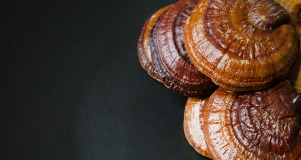 Reishi na podzim proč ji lidé zařazují do večerní rutiny